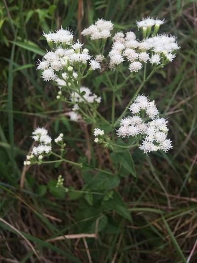 Close-up of Lesser Snakeroot