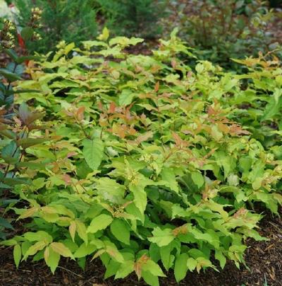Close-up of Kodiak Fresh Bush Honeysuckle