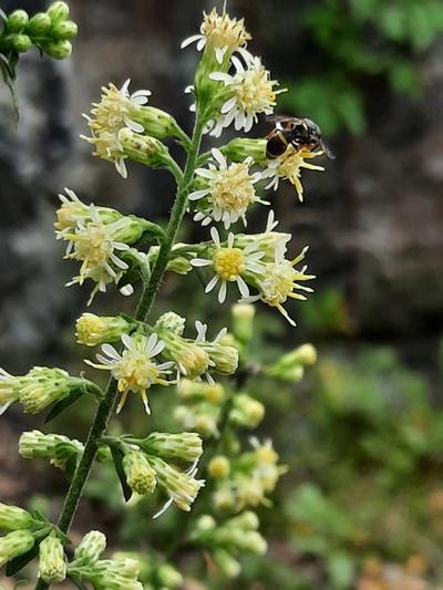 Close-up of White Goldenrod