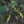 Close-up of Elm-leaved Goldenrod