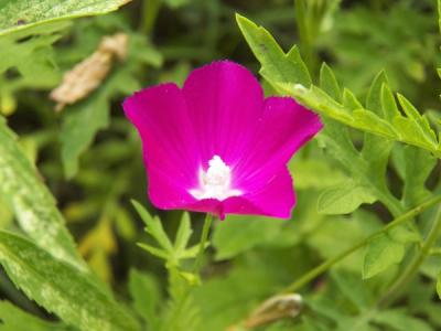 Close-up of Purple Poppy-Mallow