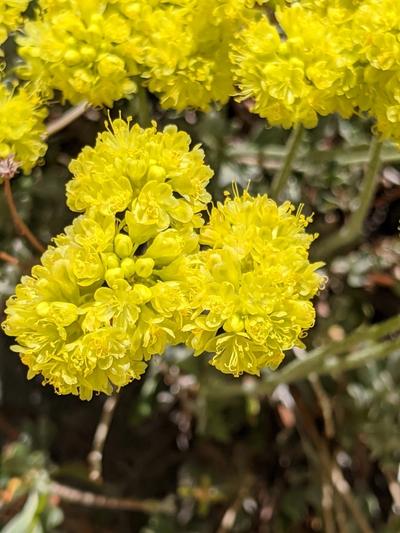 Close-up of Sulphurflower Buckwheat
