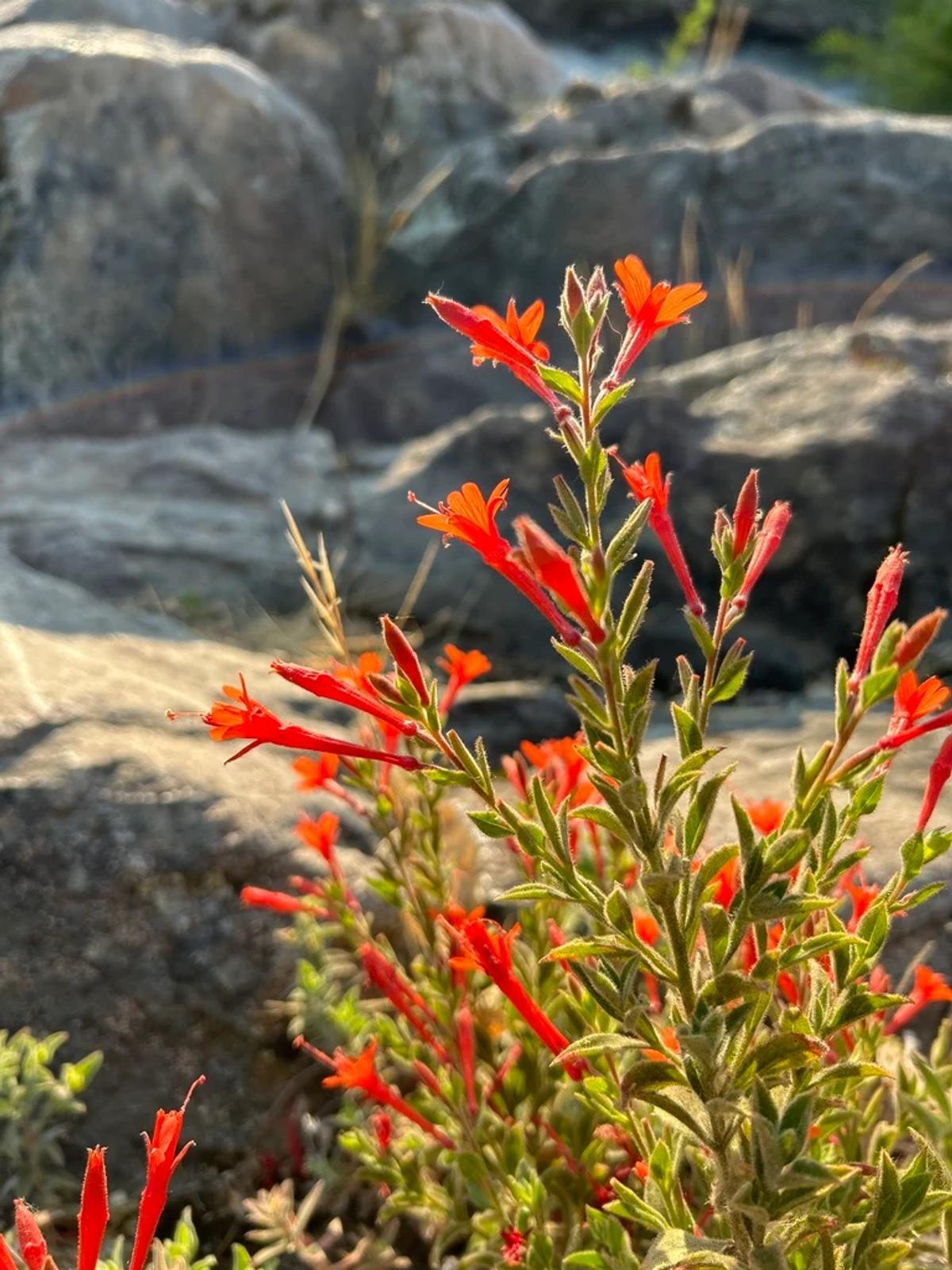 California fuchsia spilling over rocks in a sunny garden