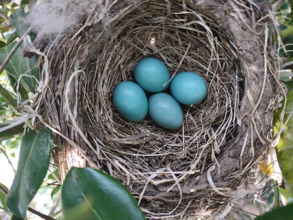 an american robin nest with pale blue eggs