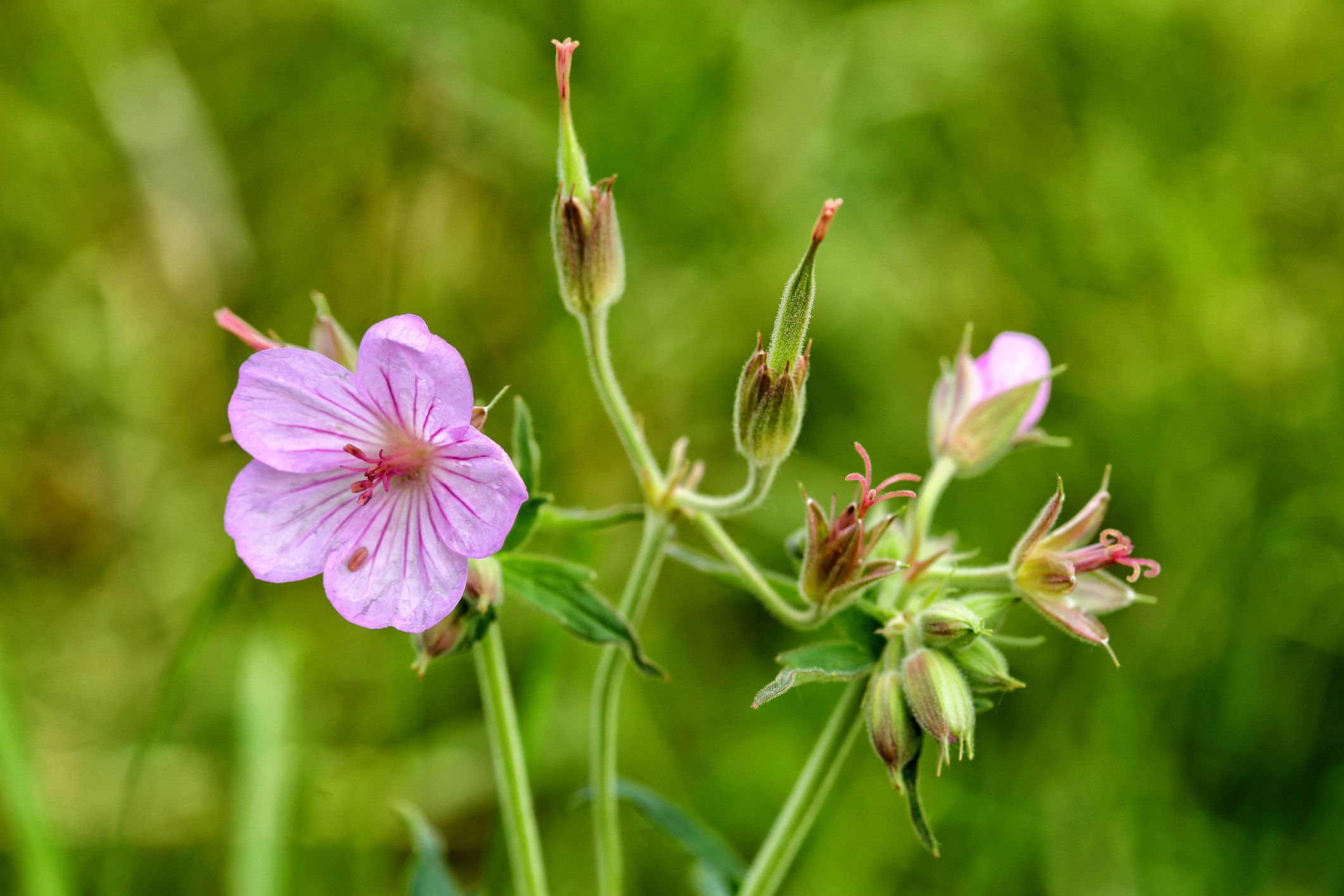 Close-up of Sticky Geranium
