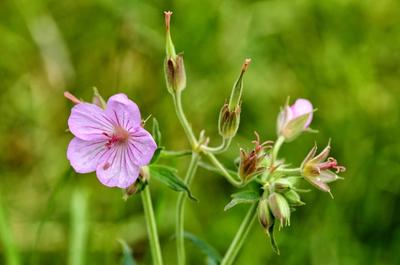 Close-up of Sticky Geranium