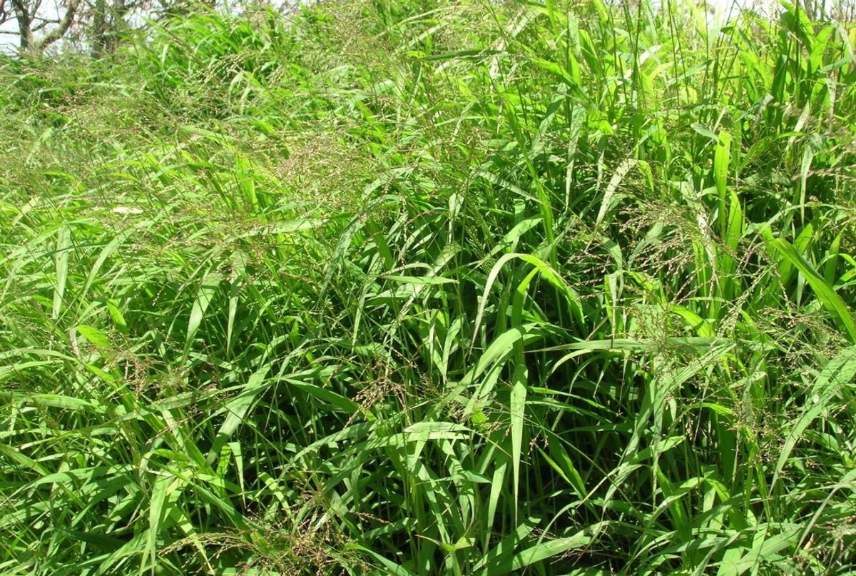 guinea grass