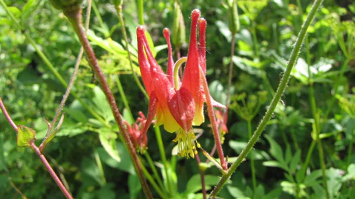 Red flower of wild columbine