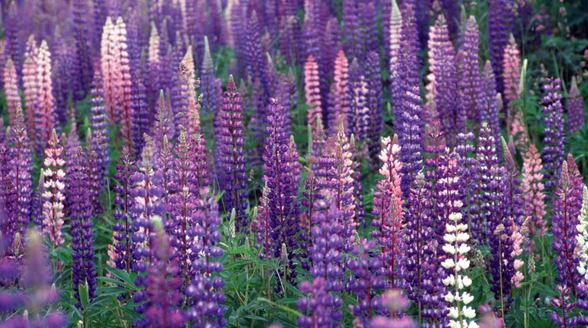 wild lupines