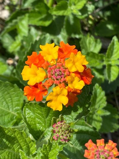 Close-up of Texas Lantana