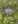 Close-up of Blue Mistflower