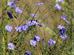 Close-up of Wild Blue Flax