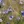 Close-up of Wild Blue Flax