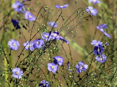 Close-up of Wild Blue Flax