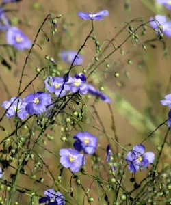 Close-up of Wild Blue Flax