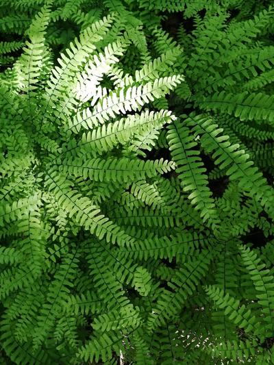 Close-up of Maidenhair Fern