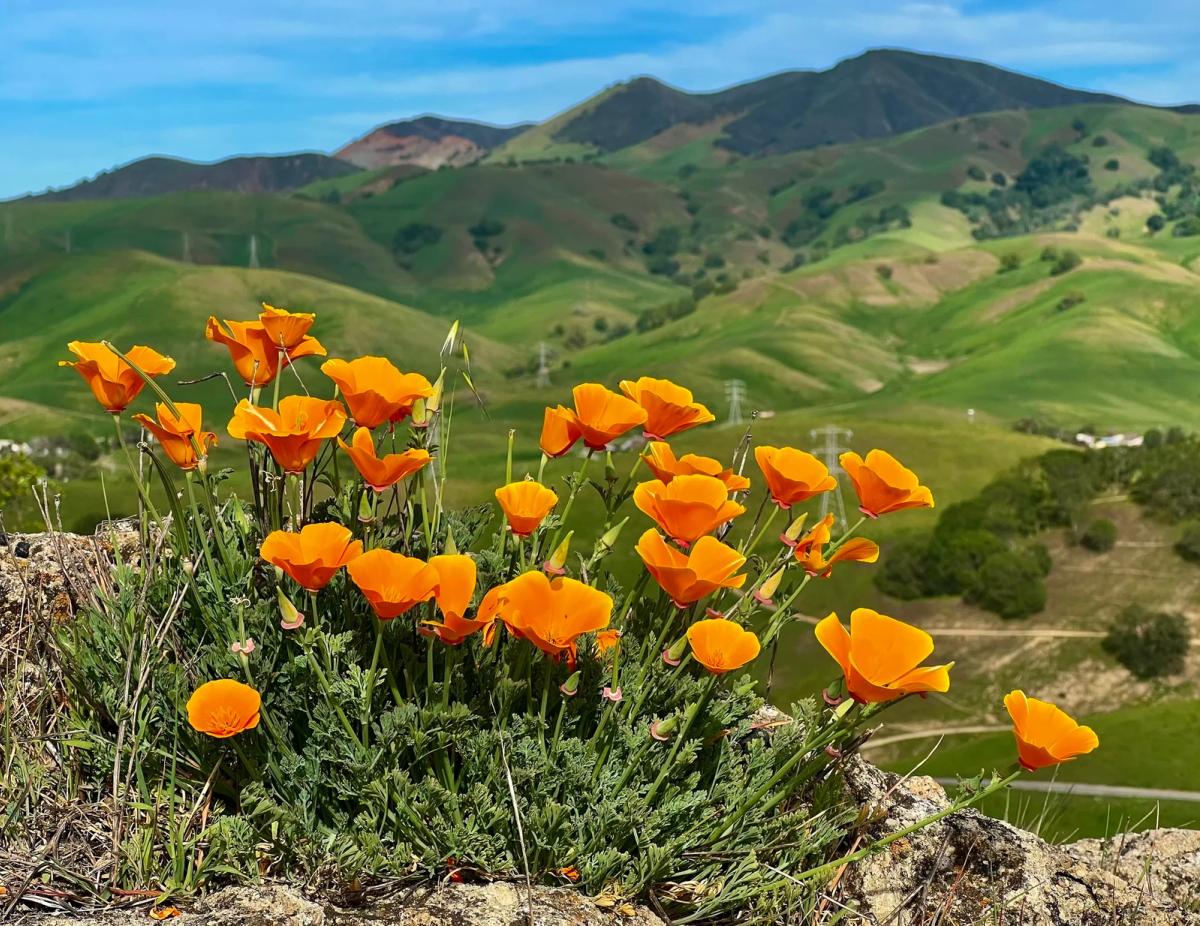 Orange California poppies in bloom