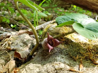 Close-up of Wild Ginger