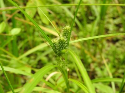 Close-up of Frank's Sedge