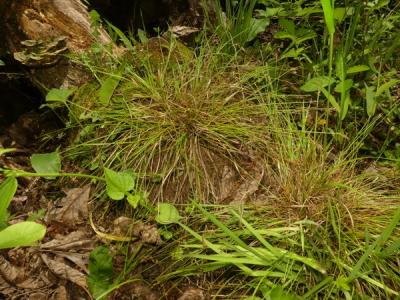Close-up of White Tinged Sedge