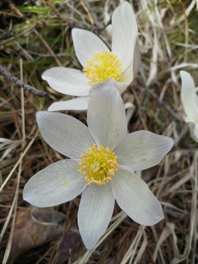 Close-up of Eastern Pasqueflower