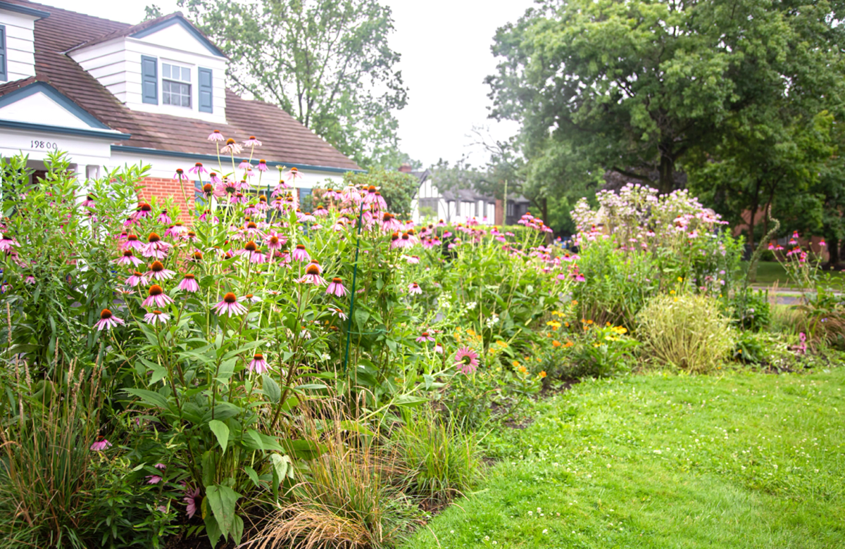 A My Home Park Garden, intentionally designed and installed with native plant plugs.