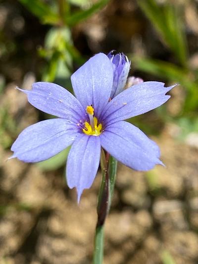 Close-up of Narrow-Leaved Blue-Eyed Grass