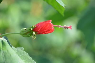 Close-up of Red Turk's Cap