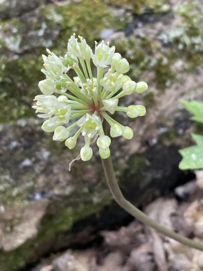 Close-up of Wild Leek