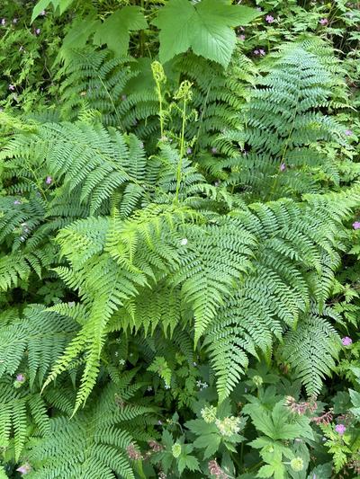 Close-up of Lady Fern