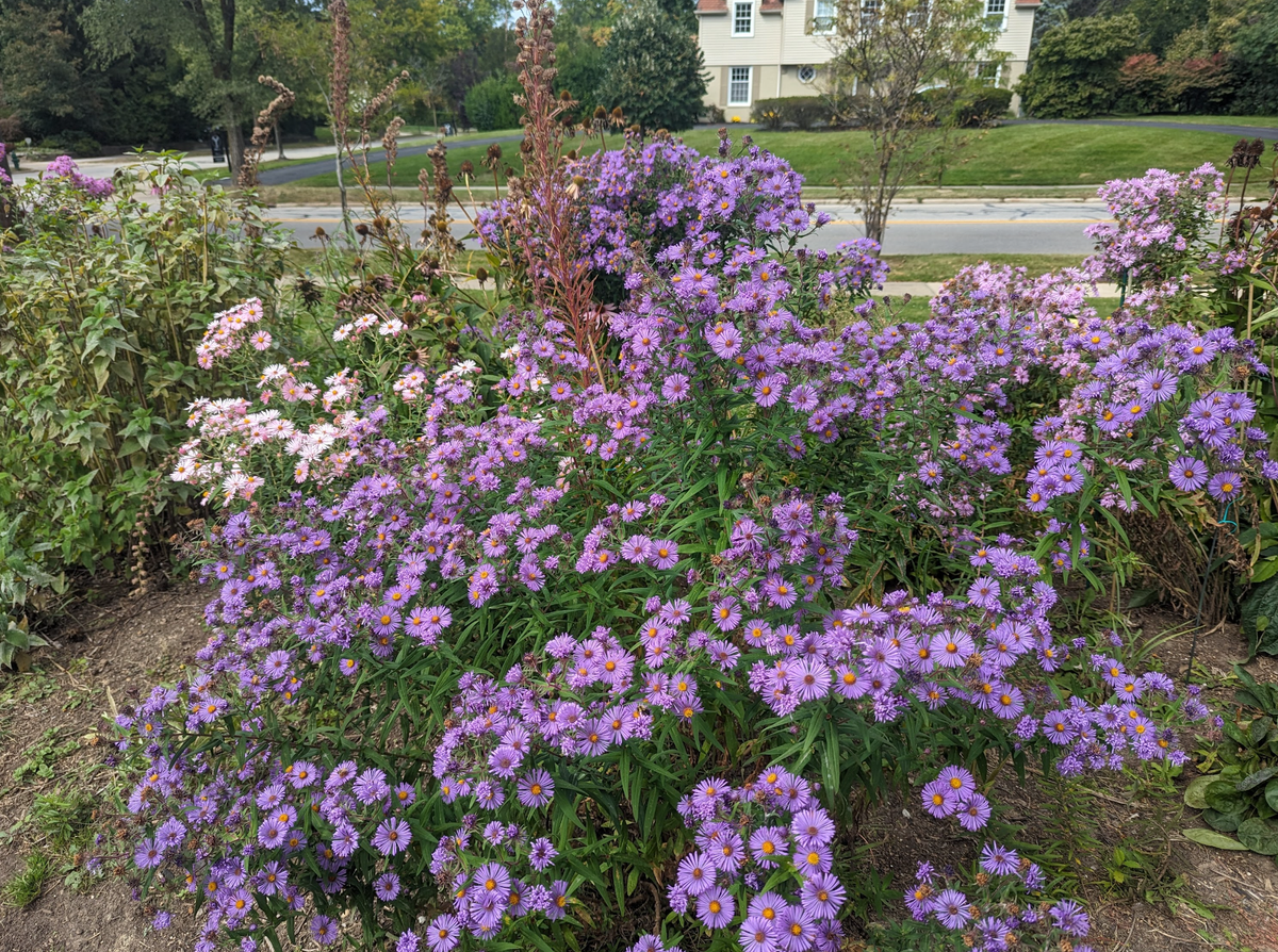 New England Asters in full bloom mid September.