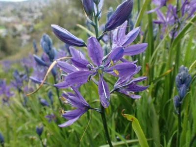 Close-up of Common Camas