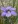 Close-up of Western Blue-Eyed Grass