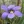 Close-up of Western Blue-Eyed Grass