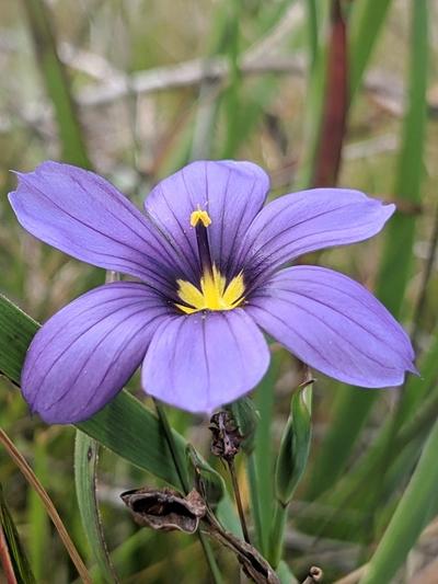 Close-up of Western Blue-Eyed Grass
