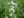 Close-up of Virginia Mountain Mint