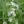 Close-up of Virginia Mountain Mint