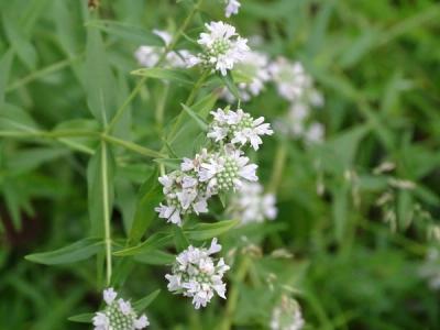Close-up of Virginia Mountain Mint