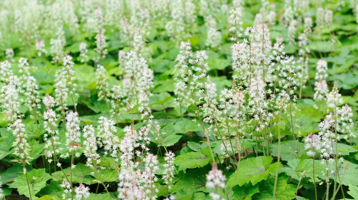 Foam Flowers