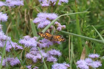 several blue mistflowers being visited by a pearl crescent butterfly