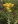Close-up of Stiff Goldenrod