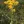 Close-up of Stiff Goldenrod