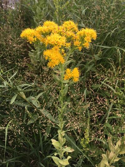 Close-up of Stiff Goldenrod