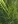 Close-up of Prairie Cordgrass