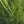 Close-up of Prairie Cordgrass