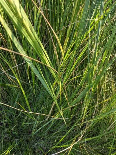 Close-up of Prairie Cordgrass