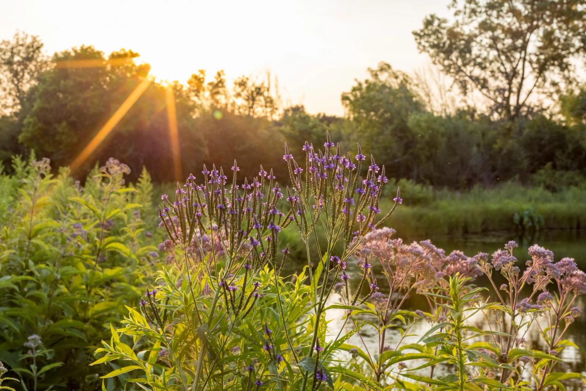 vervain and joe pye weed growing by a pond lit by bright afternoon sun
