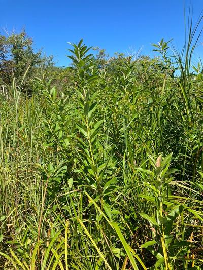 Close-up of Silky Willow