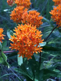 orange butterfly weed flowers