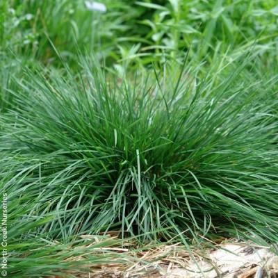 Close-up of Golden Dew Tufted Hair Grass